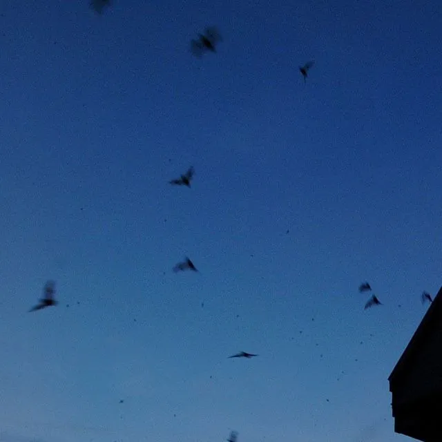 thumbnail for publication: Integrated Pest Management in the Home: Has Your House Gone Batty? Facts about Bats